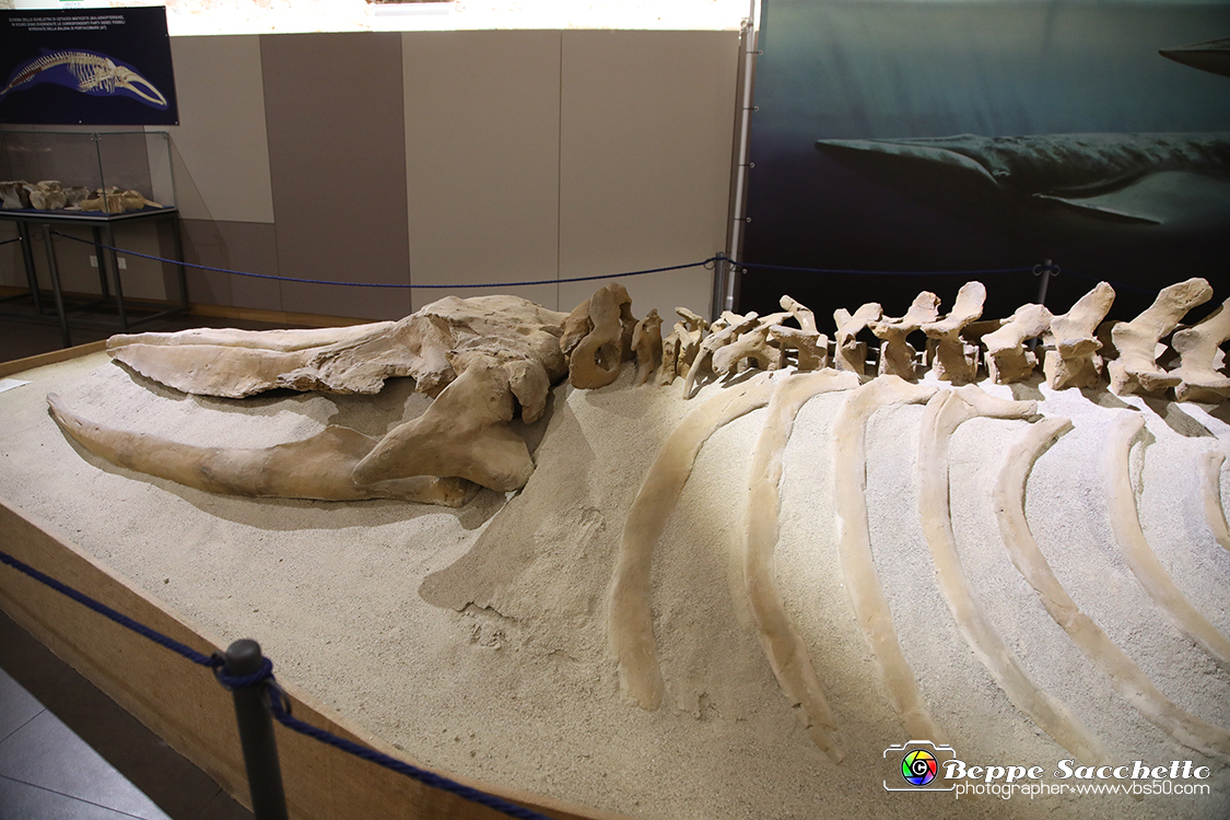 VBS_9126 - Museo Paleontologico - Asti.jpg